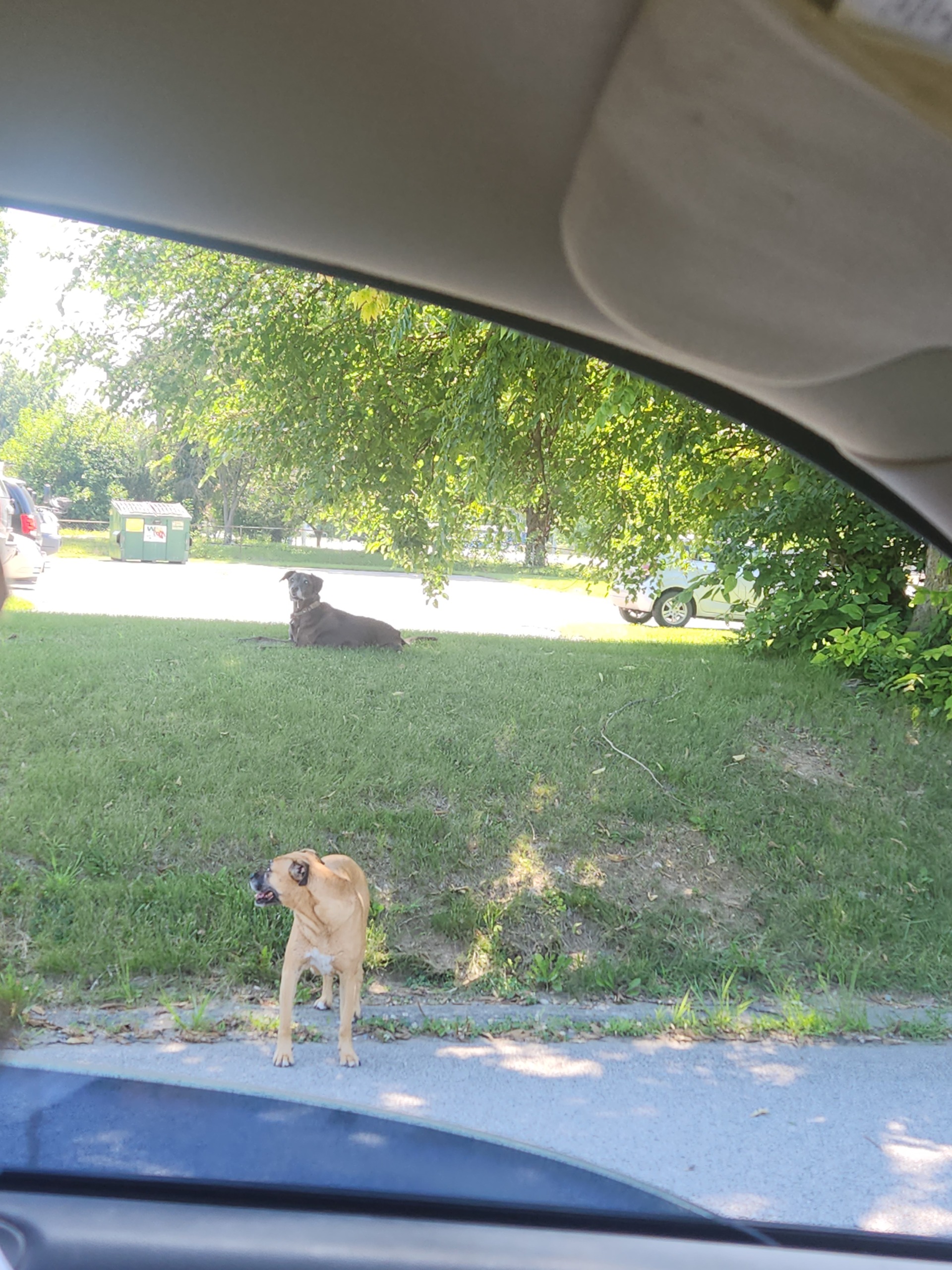 Craigslist Indianapolis Indiana Pets - ob2ktpo