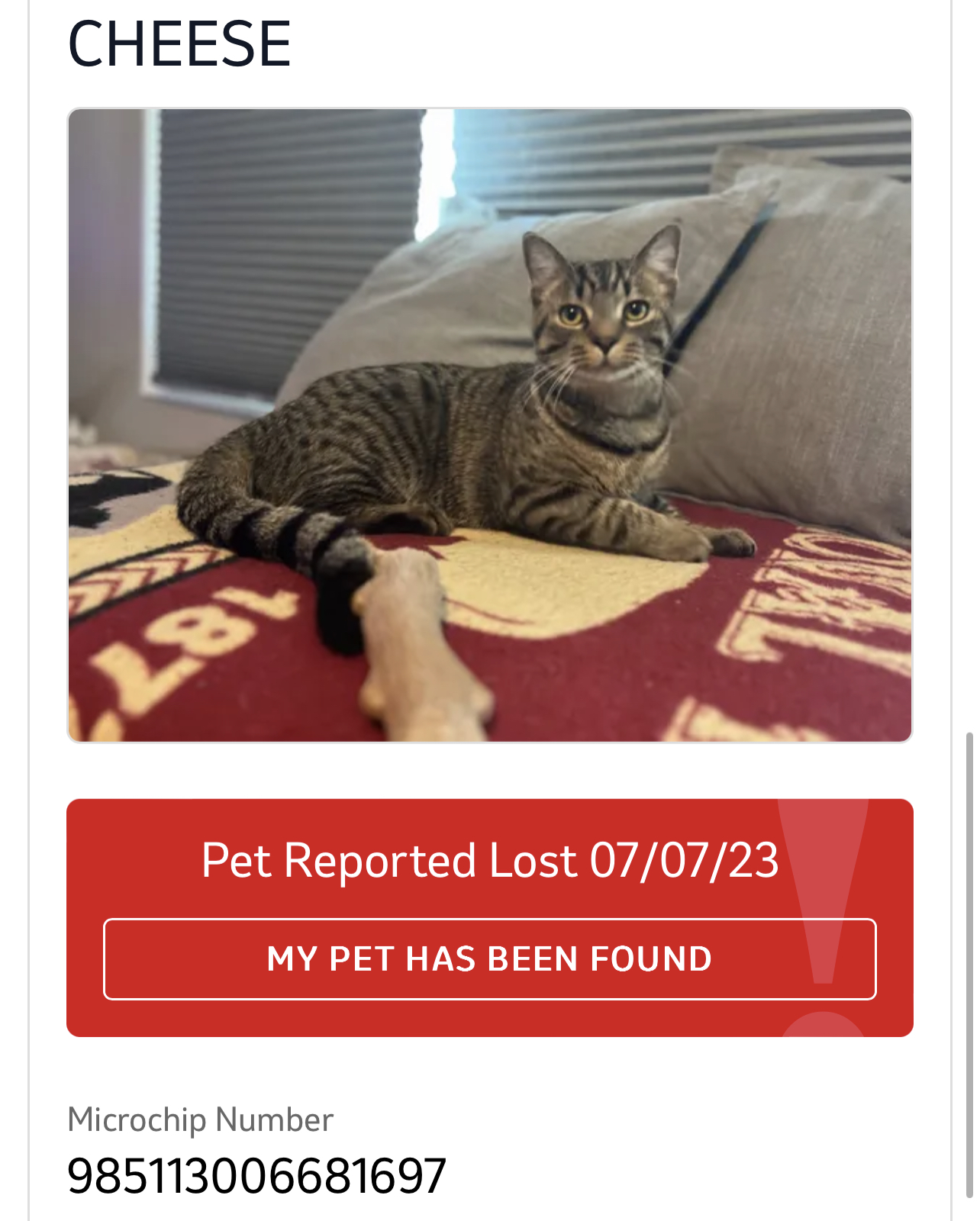 lost-cat-alert-59578-cheese-missing-near-n-college-ave-indianapolis