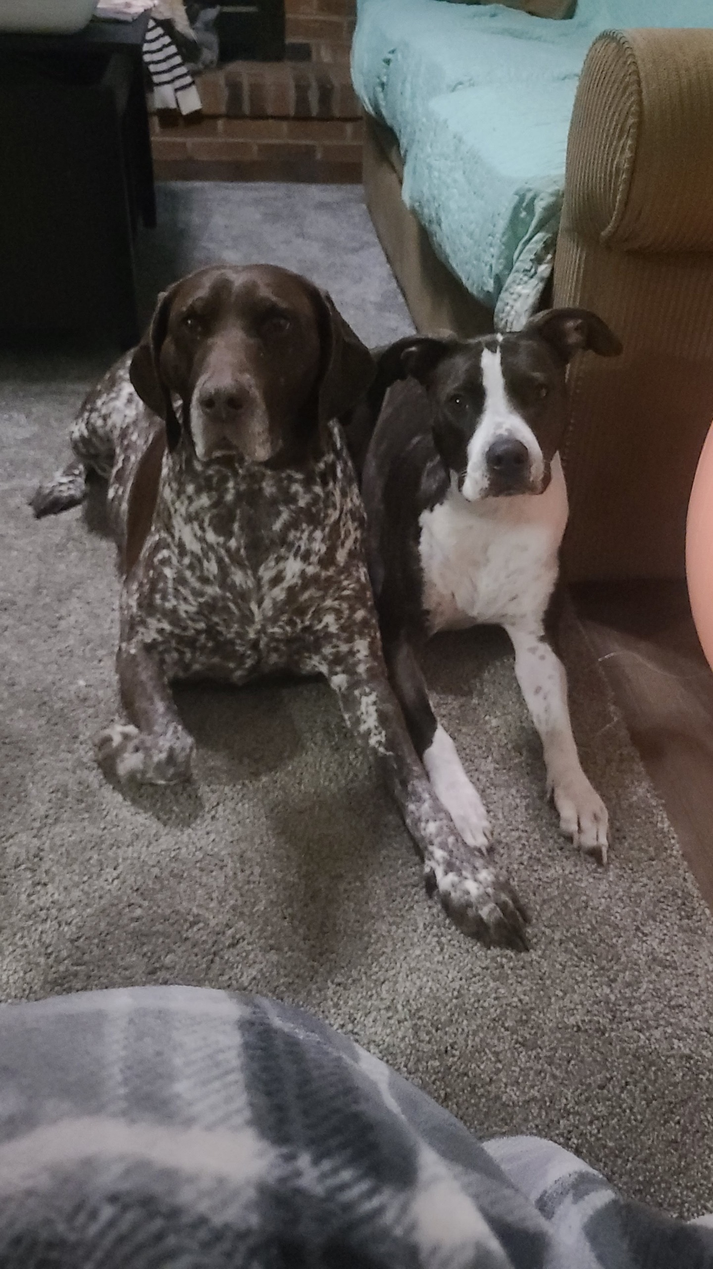 Lost Dog Alert 59639 Penny Missing Near SR 32 And Hazel Dell 