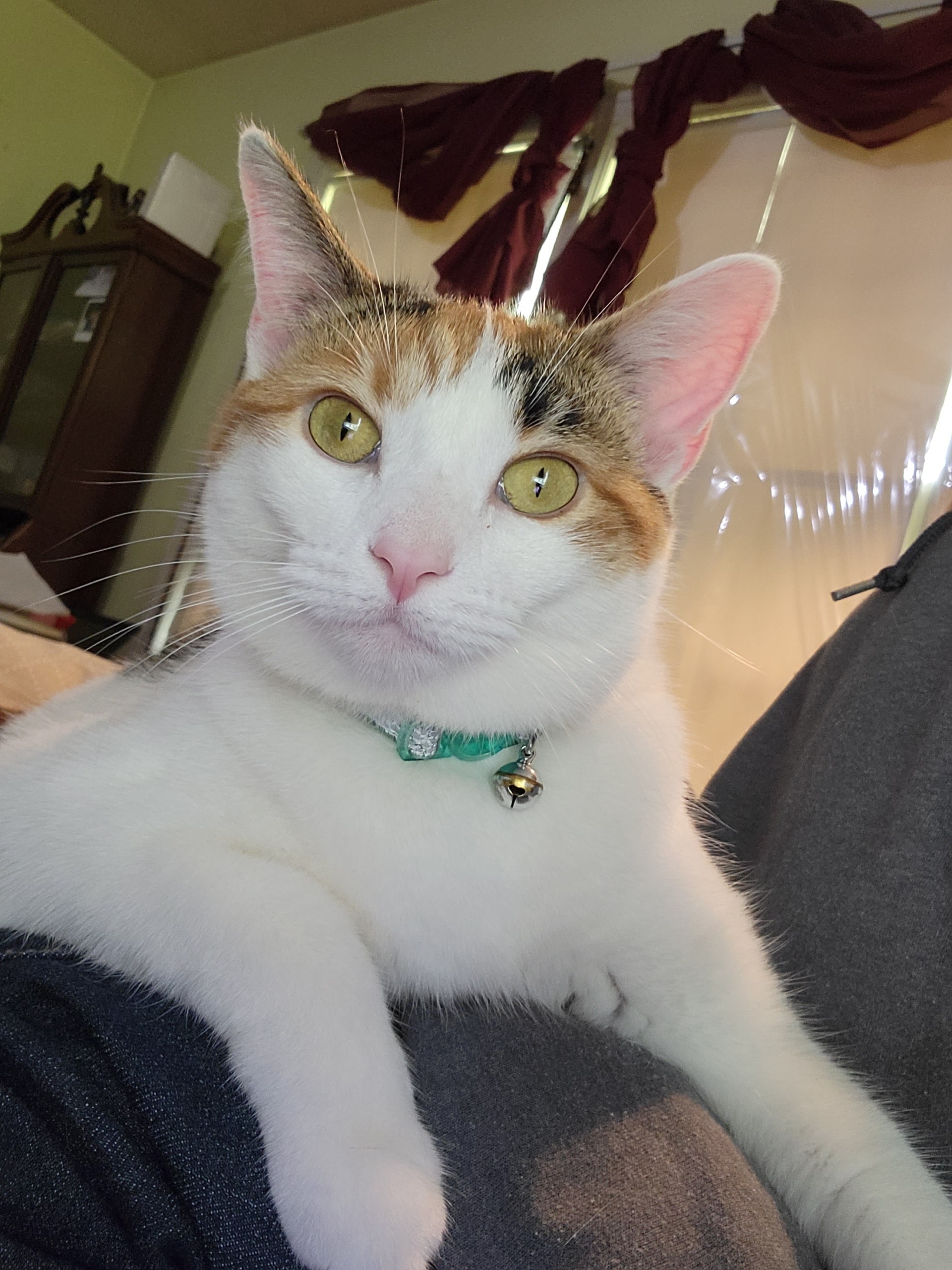 Lost Cat Alert 60432 Annie missing near W 56TH Kessler Blvd