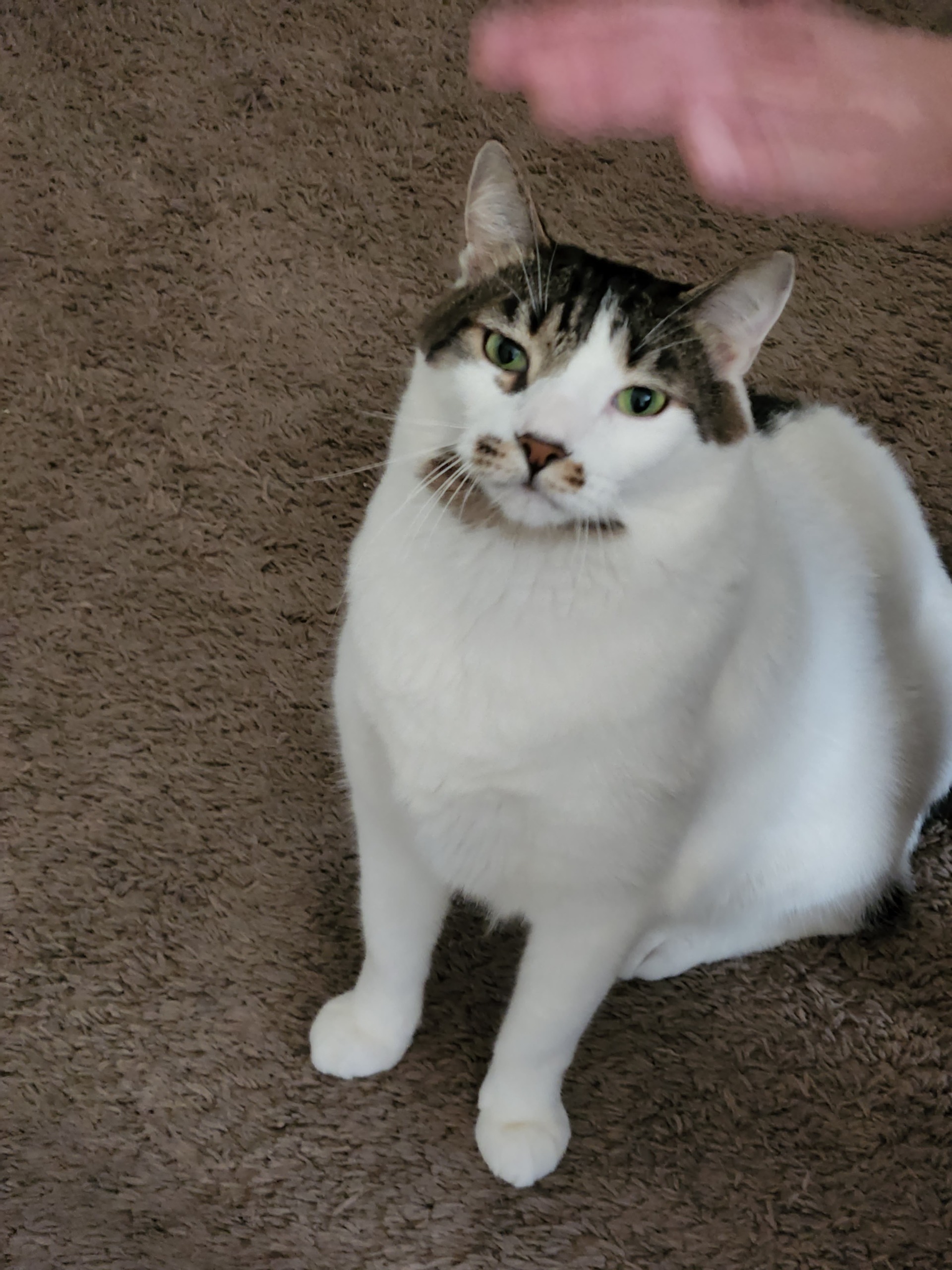 lost-cat-alert-60445-tye-missing-near-3823-graceland-ave