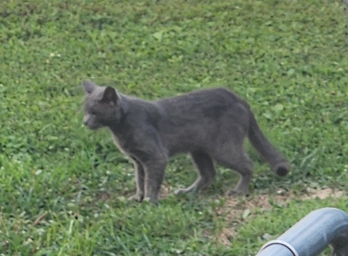 lost-cat-alert-59711-dusty-missing-near-state-road-75-and-masten