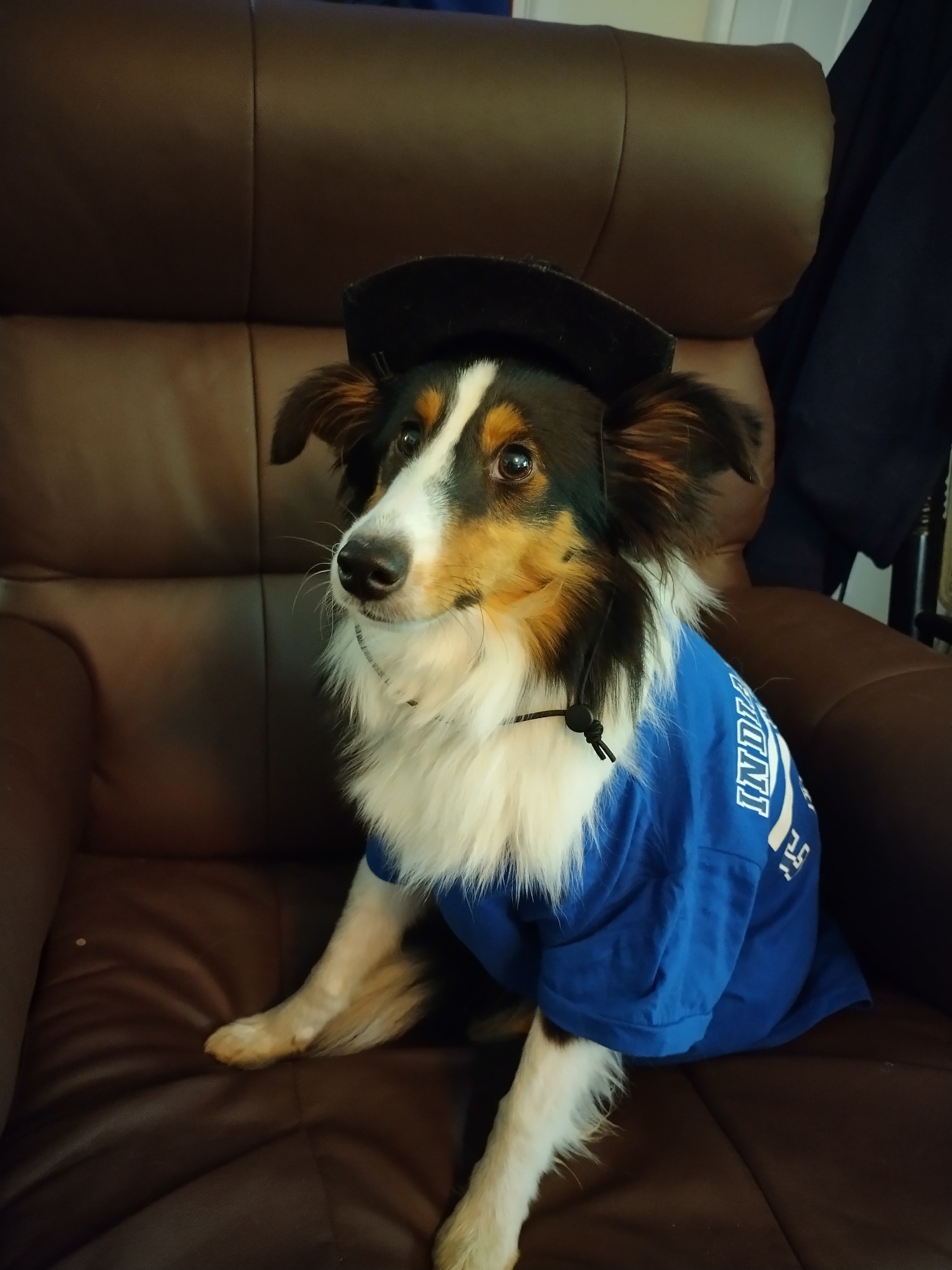 Lost Dog Alert 60921 Maverick Missing Near 71st Keystone 