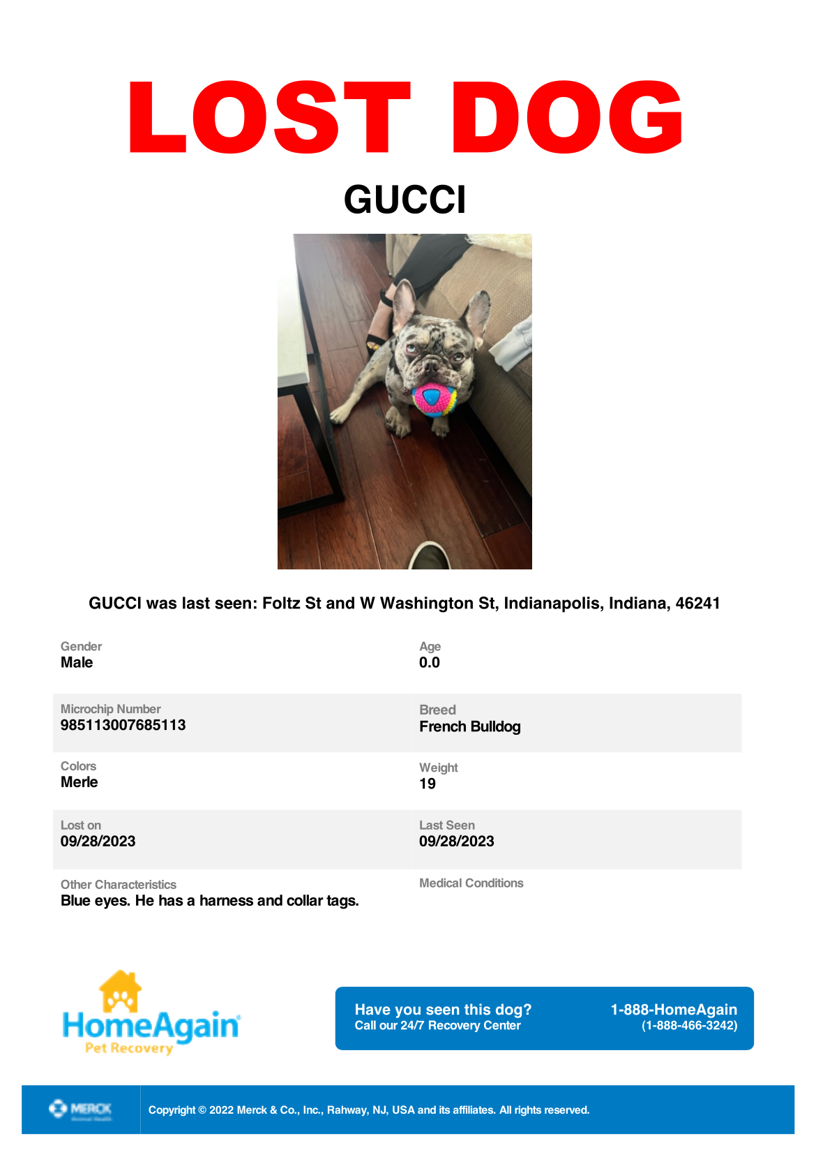 lost-dog-alert-62419-gucci-missing-near-w-mccarty-st-and-collier-st