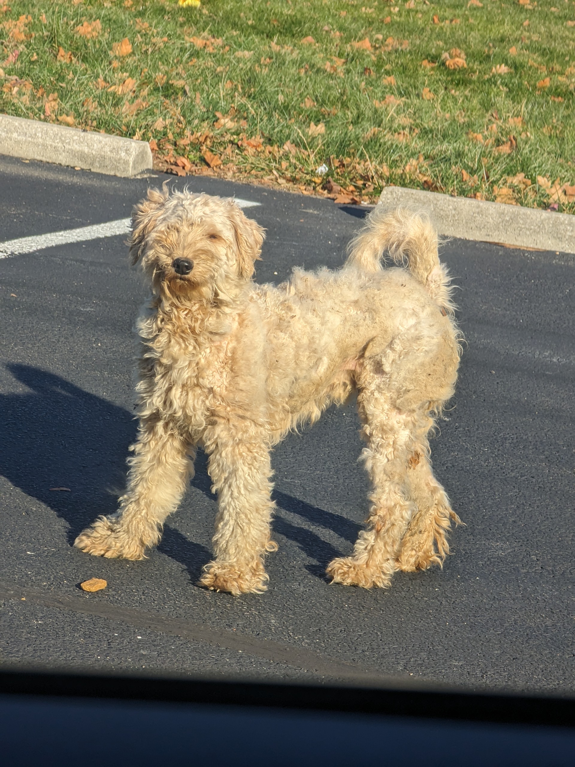 Craigslist Indianapolis Indiana Pets - ck5owoz