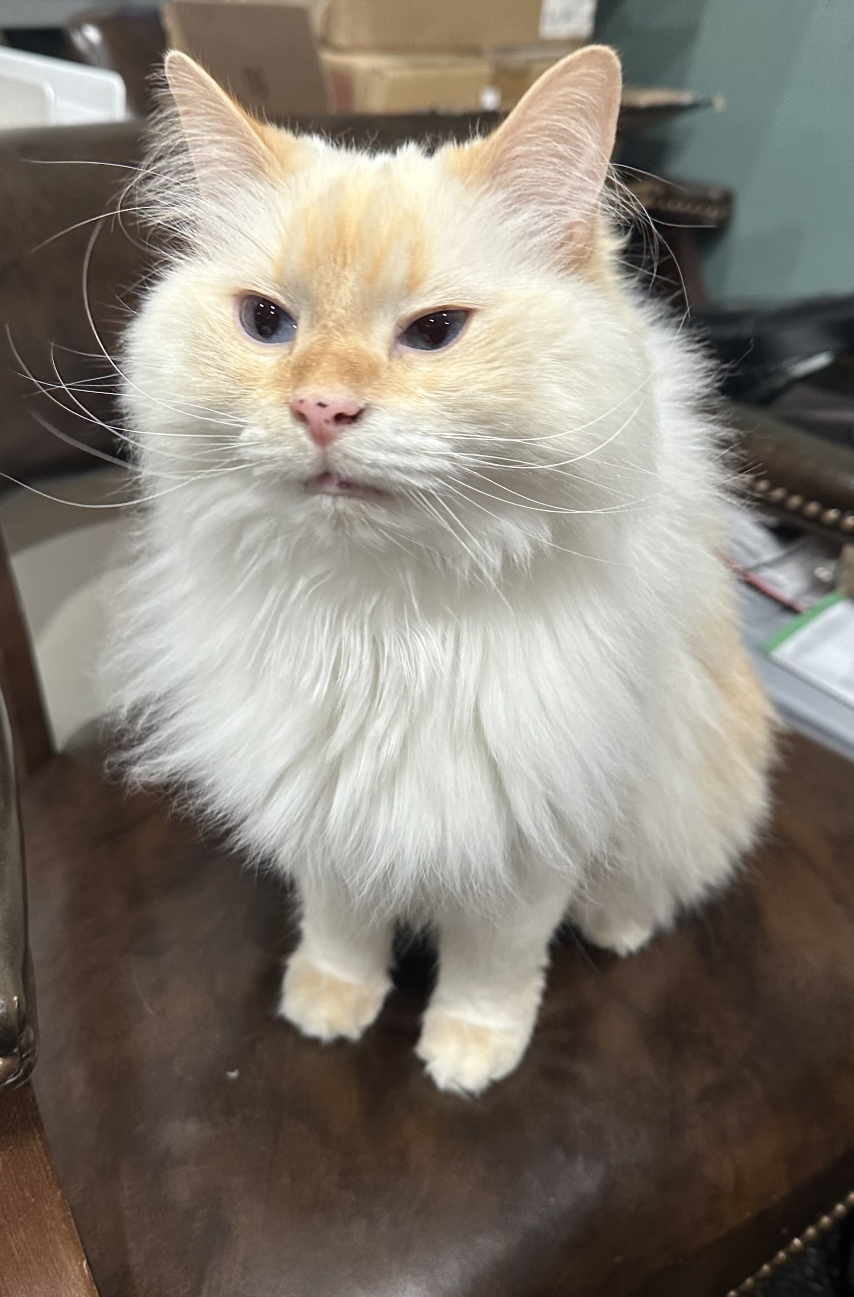 lost-cat-alert-66803-joshi-missing-near-37-indianapolis46217-indy