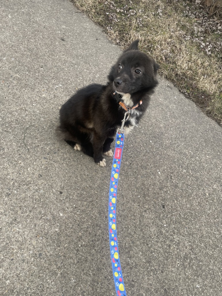 Found Dog, Alert #83481 Brookside, found near 16th Emerson - Indy Lost ...